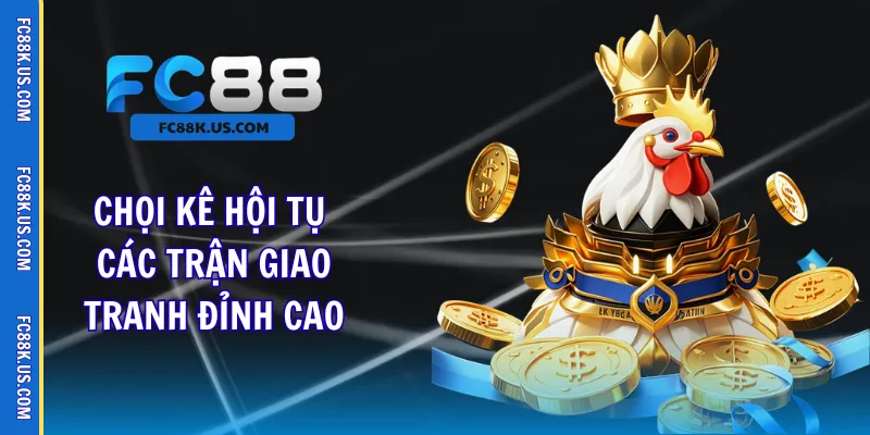 Chọi kê hội tụ các trận giao tranh đỉnh cao